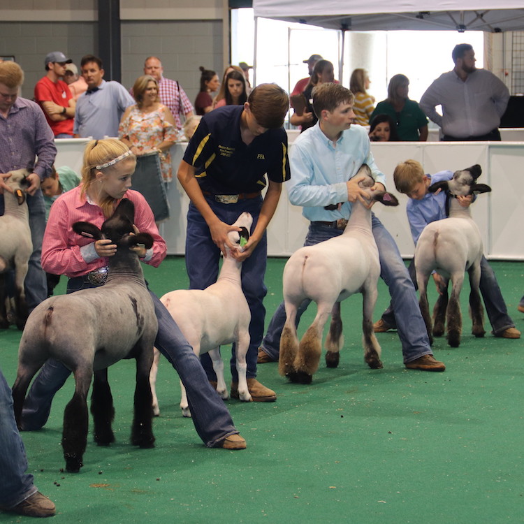 Jackson, Norton and Parker win state goat and lamb show